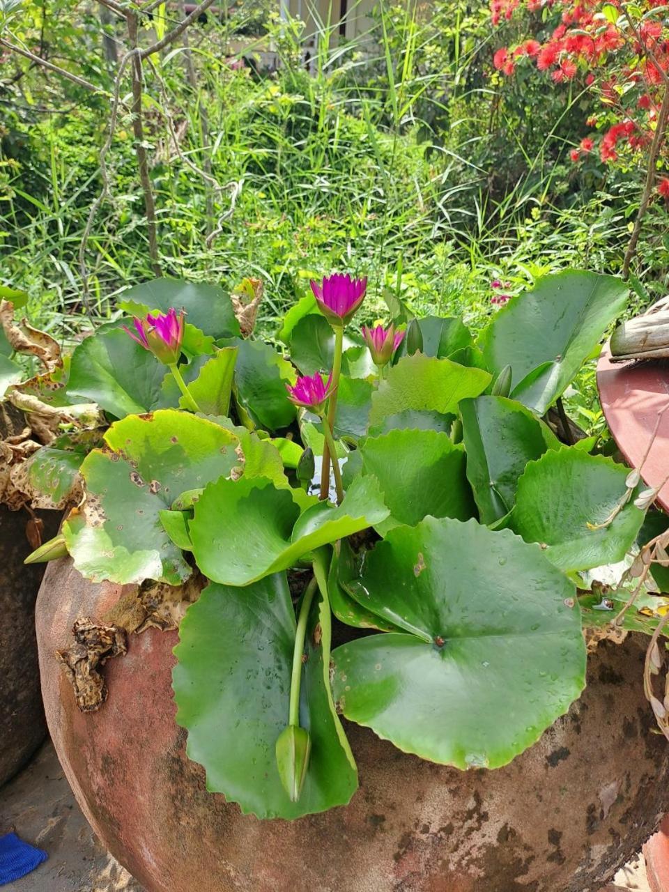 Ngoc Phuong Homestay Vĩnh Long Kültér fotó